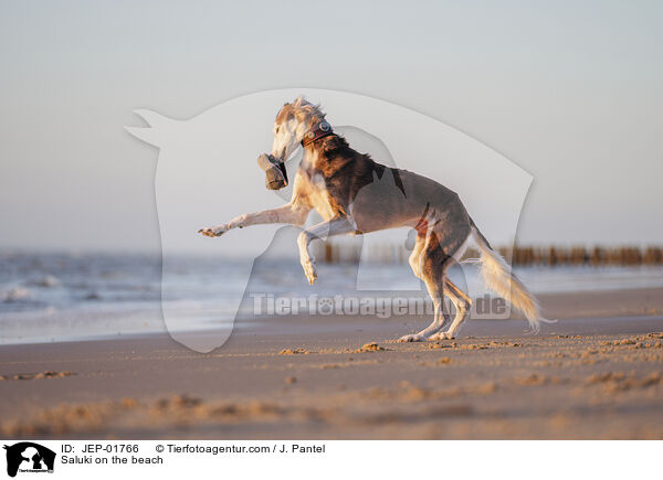 Saluki am Strand / Saluki on the beach / JEP-01766