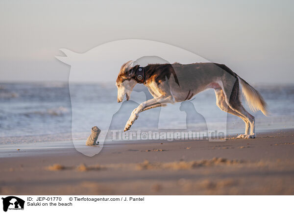 Saluki am Strand / Saluki on the beach / JEP-01770