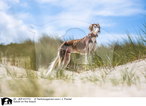 Saluki am Strand / Saluki on the beach / JEP-01772