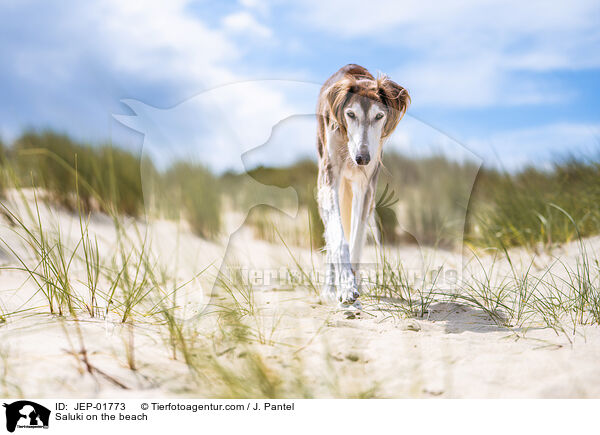 Saluki am Strand / Saluki on the beach / JEP-01773