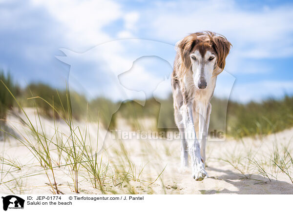 Saluki am Strand / Saluki on the beach / JEP-01774