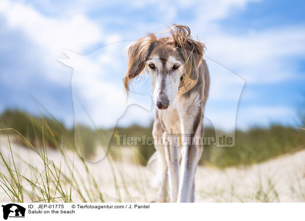 Saluki am Strand / Saluki on the beach / JEP-01775