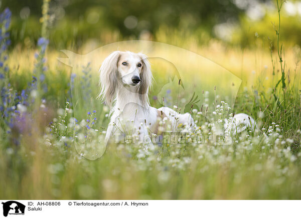 Saluki / Saluki / AH-08806