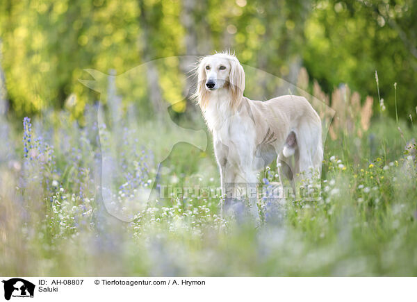 Saluki / Saluki / AH-08807