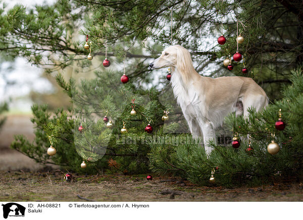 Saluki / Saluki / AH-08821