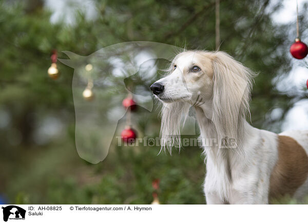 Saluki / Saluki / AH-08825