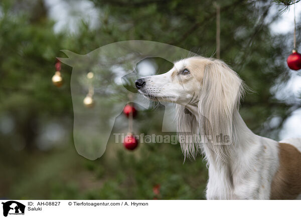 Saluki / Saluki / AH-08827