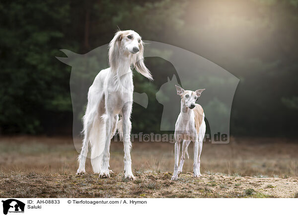 Saluki / Saluki / AH-08833