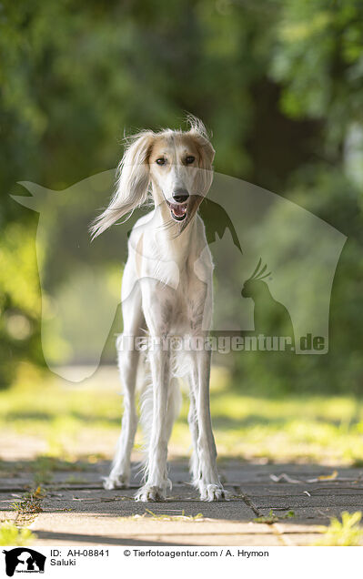 Saluki / Saluki / AH-08841