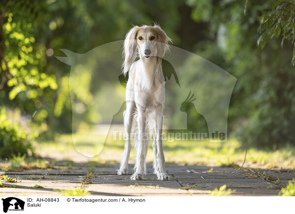 Saluki / Saluki / AH-08843