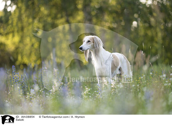 Saluki / Saluki / AH-08854