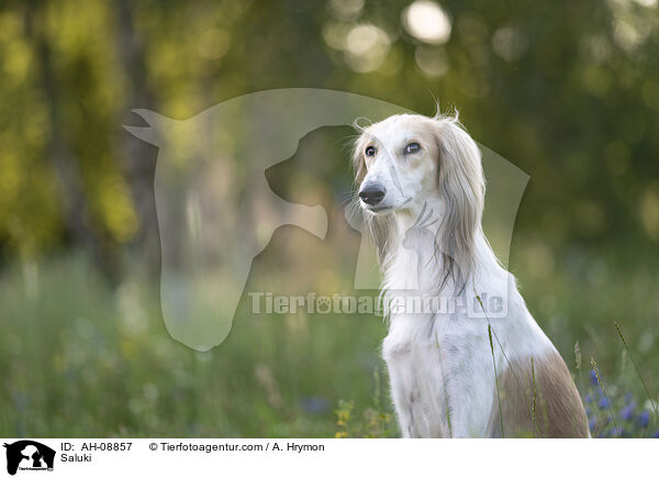 Saluki / Saluki / AH-08857