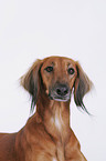 Saluki Portrait