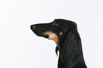 Saluki Portrait