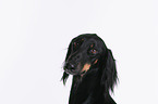 Saluki Portrait