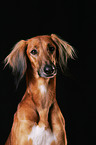 Saluki Portrait