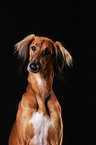 Saluki Portrait