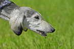 Saluki Portrait