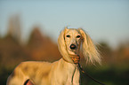 Persian Greyhound Portrait