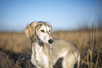 Saluki puppy