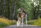 Saluki