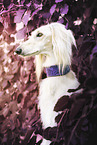 Saluki