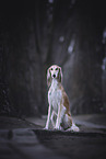 Saluki