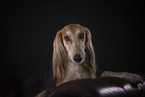 Saluki