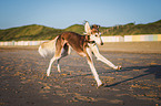 Saluki on the beach