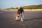 Saluki on the beach