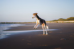 Saluki on the beach