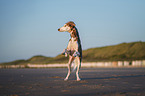 Saluki on the beach