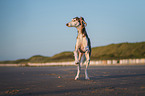 Saluki on the beach