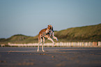 Saluki on the beach