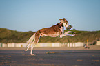 Saluki on the beach