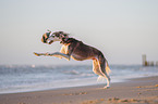 Saluki on the beach