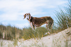 Saluki on the beach