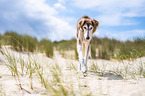 Saluki on the beach