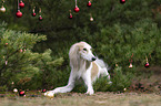 Saluki