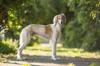 Saluki