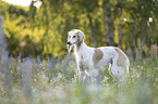 Saluki