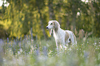 Saluki