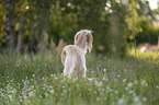 Saluki