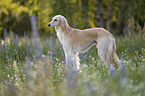 Saluki