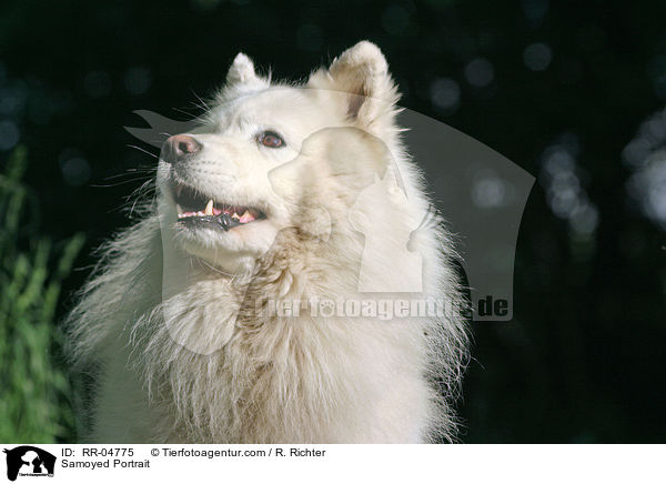 Samojede / Samoyed Portrait / RR-04775