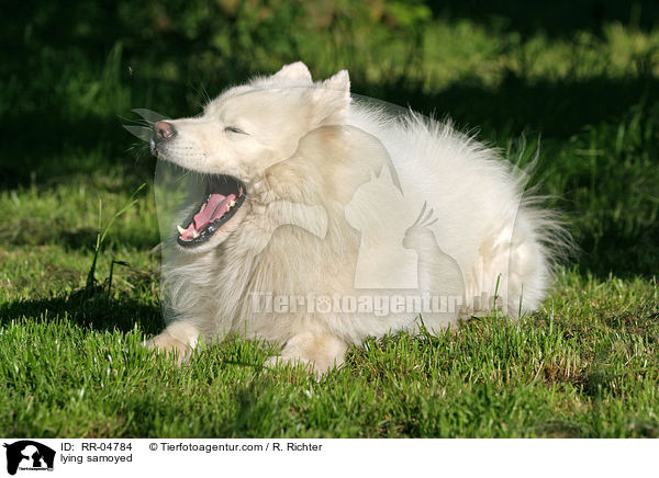 liegender Samojede / lying samoyed / RR-04784