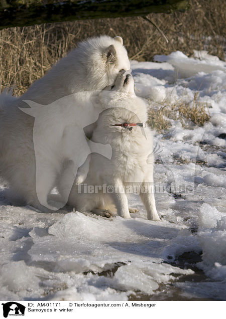 Samojeden im Winter / Samoyeds in winter / AM-01171