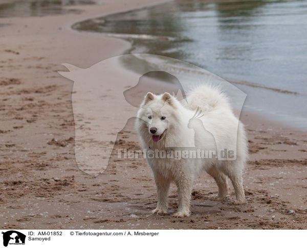 Samoyed / AM-01852