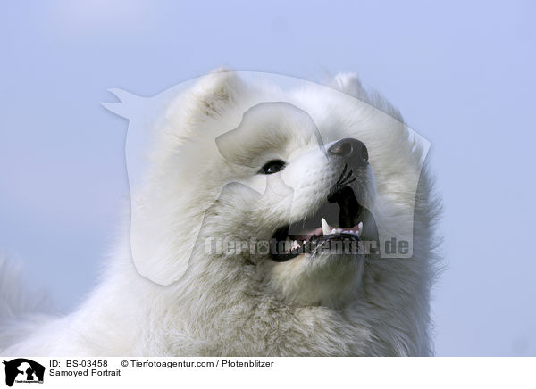 Samojede Portrait / Samoyed Portrait / BS-03458