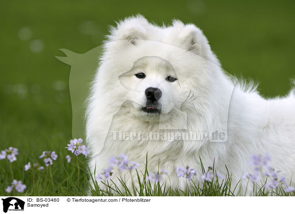 Samojede / Samoyed / BS-03460